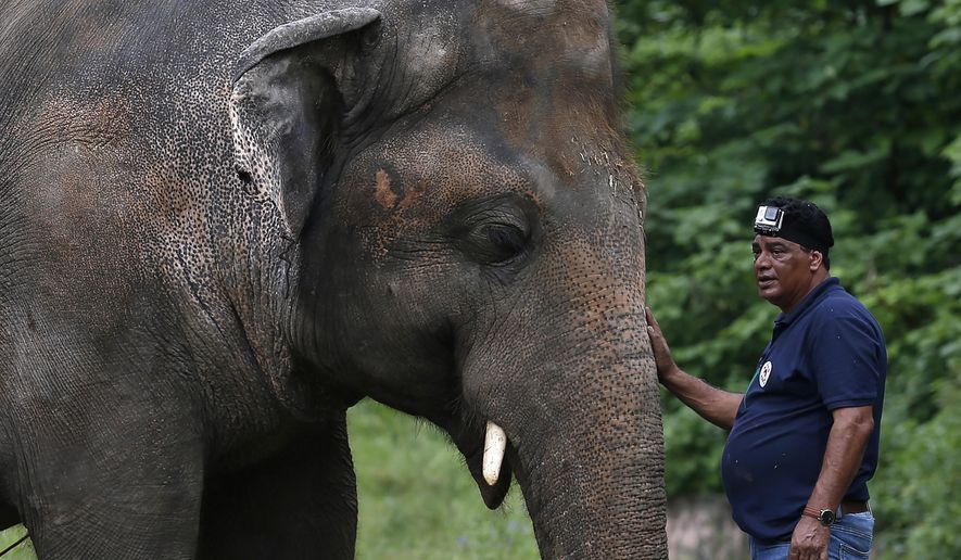 In this Sept. 4, 2020, file photo, Dr. Amir Khalil, a veterinary from the international animal welfare organization &amp;quot;Four Paws&amp;quot; comforts an elephant named &amp;quot;Kaavan&amp;quot; during his examination at the Maragzar Zoo in Islamabad, Pakistan. Iconic singer and actress Cher was set to visit Pakistan on Friday, Nov. 27, 2020, to celebrate the departure of Kaavan, dubbed the “world’s loneliest elephant,” who will leave his Pakistani zoo for better conditions after years of lobbying by animal rights groups and activists. (AP Photo/Anjum Naveed, File)