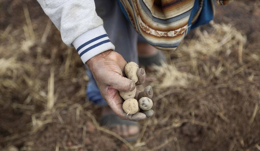 Farmer Ciriaco Huaman shows a handful of his potatoes in Pisac, southern rural Peru, Friday, Oct. 30, 2020. Farmers like Huaman are responsible for the food that lands on 70% of Peruvian dinner tables, officials say, but months of pandemic lockdown and a souring economy have left many bankrupt and questioning whether to plant again. (AP Photo/Martin Mejia)