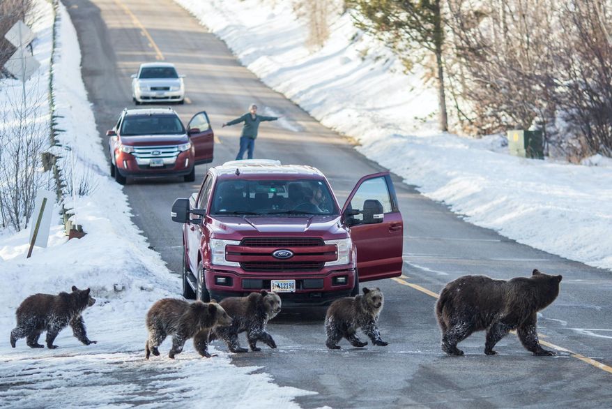 Grizzly bear 399 and her four cubs cross the road in southern Jackson Hole as Cindy Campbell stops traffic on Nov. 17, 2020. The 24-year-old bear and her cubs have spent considerable time far from the sow&#x27;s usual northern range in and around Grand Teton National Park. Wildlife managers have been monitoring the bears in an effort to keep people safe and the bears out of harm&#x27;s way. Wyoming Game and Fish officials are concerned the bear has started keying in on human-related foods such as honey from a beekeeper&#x27;s hives, a grain mix meant for livestock and a residential compost pile. (Ryan Dorgan/Jackson Hole News &amp;amp; Guide via AP)