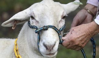 Ester, a Katahdin Hair Sheep, looks at visitors at the Four and Change Farm, Friday, Nov. 20, 2020, during the Volusia County Farm Tour, in Volusia County, Florida. (David Tucker/The Daytona Beach News-Journal via AP)