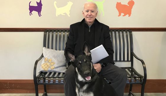 This Nov. 16, 2018, photo, provided by the Delaware Humane Association shows Joe Biden and his newly-adopted German shepherd Major, in Wilmington, Del. President-elect Biden will likely wear a walking boot for the next several weeks as he recovers from breaking his right foot while playing with his dog Major on Saturday, Nov. 28, 2020, his doctor said. (Stephanie Carter/Delaware Humane Association via AP)