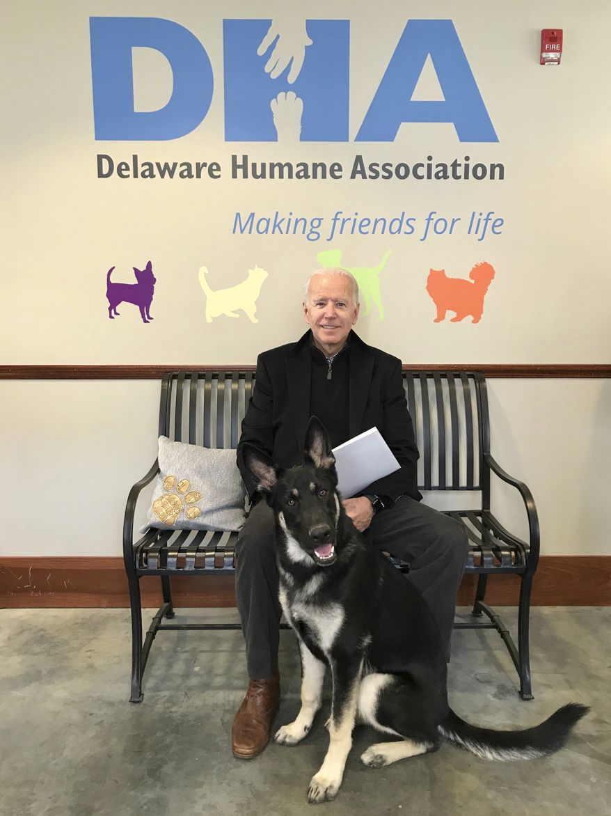 This Nov. 16, 2018, photo, provided by the Delaware Humane Association shows Joe Biden and his newly-adopted German shepherd Major, in Wilmington, Del. President-elect Biden will likely wear a walking boot for the next several weeks as he recovers from breaking his right foot while playing with his dog Major on Saturday, Nov. 28, 2020, his doctor said. (Stephanie Carter/Delaware Humane Association via AP)