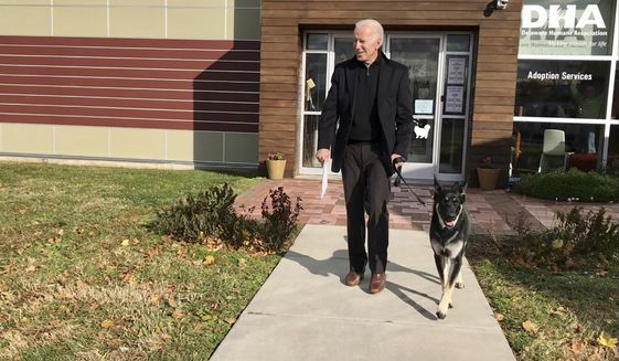 FILE - This Nov. 16, 2018, photo, file provided by the Delaware Humane Association shows Joe Biden and his newly-adopted German shepherd Major, in Wilmington, Del. President-elect Biden will likely wear a walking boot for the next several weeks as he recovers from breaking his right foot while playing with his dog Major on Saturday, Nov. 28, 2020, his doctor said. (Stephanie Carter/Delaware Humane Association via AP)