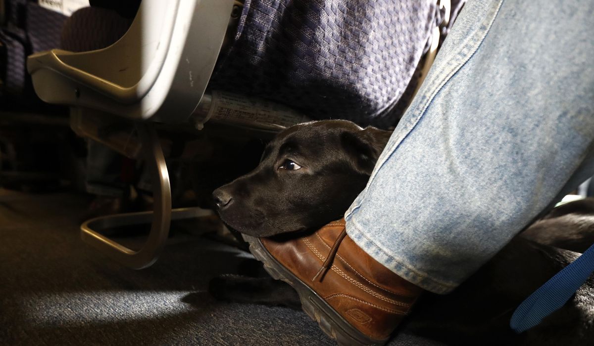 NextImg:Coffee, tea or chew toy? Air travel going to the dogs