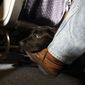In this April 1, 2017, file photo, a service dog named Orlando rests on the foot of its trainer, John Reddan, while sitting inside a United Airlines plane at Newark Liberty International Airport during a training exercise in Newark, N.J. (AP Photo/Julio Cortez, File)