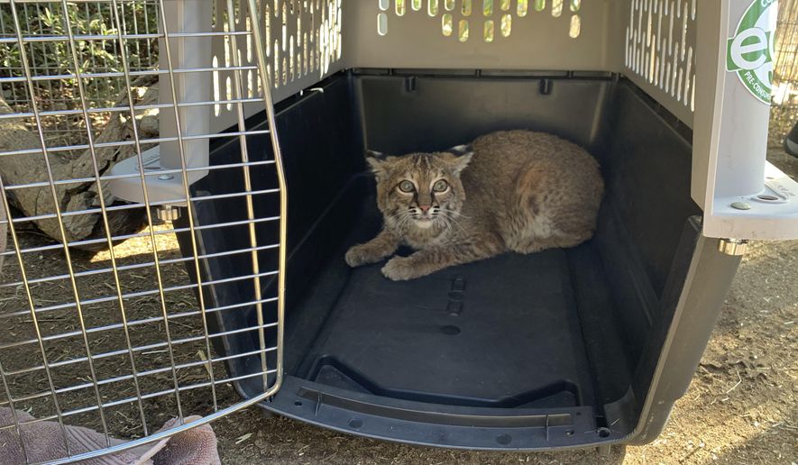 This Nov. 13, 2020 photo provided by the San Diego Humane Society shows a young bobcat at the San Diego Humane Society's Ramona Wildlife Center in Ramona, Calif. The young bobcat that was badly burned in a Southern California wildfire has been returned to its native habitat and will be released back into the wild. The San Diego Humane Society says the 7- to 9-month-old female was picked up on Tuesday, Dec. 1, 2020 from Ramona Wildlife Center and taken to an area near the site of the El Dorado Fire that has abundant food and water sources.(San Diego Humane Society via AP)