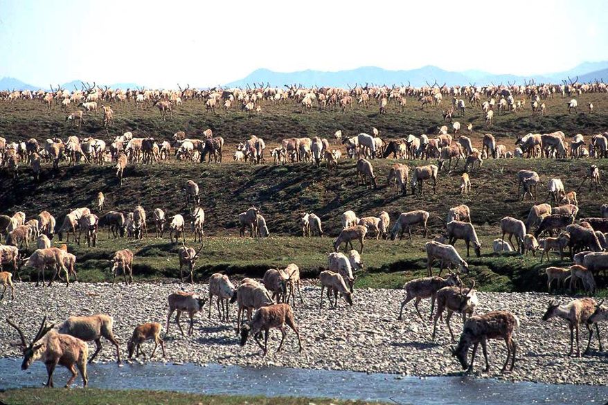 FILE - In this undated file photo provided by the U.S. Fish and Wildlife Service, caribou from the Porcupine Caribou Herd migrate onto the coastal plain of the Arctic National Wildlife Refuge in northeast Alaska. The Trump Administration has paved the way for an oil and lease sale in Alaska&#39;s pristine Arctic National Wildlife Refuge scheduling a lease sale for Jan. 6, 2021, before the president leaves office later next month. (U.S. Fish and Wildlife Service via AP, File)