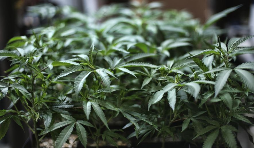 In this Aug. 15, 2019, photo, marijuana grows at an indoor cannabis farm in Gardena, Calif. (AP Photo/Richard Vogel) **FILE**
