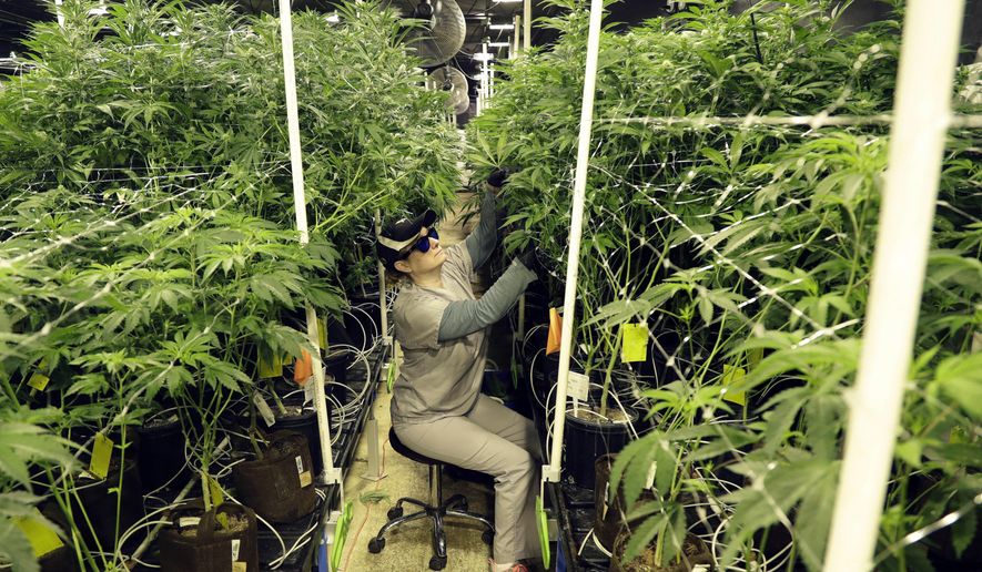 FILE - In this March 22, 2019 file photo, Heather Randazzo, a grow employee at Compassionate Care Foundation's medical marijuana dispensary, trims leaves off marijuana plants in the company's grow house in Egg Harbor Township, N.J. On Thursday, Nov. 19, 2020, New Jersey lawmakers advanced legislation to establish a new recreational marijuana marketplace, which voters overwhelmingly approved on the ballot earlier in the month, but differed in key details. (AP Photo/Julio Cortez, File)