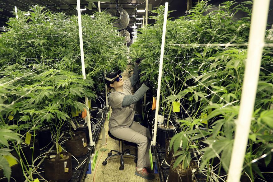 FILE - In this March 22, 2019 file photo, Heather Randazzo, a grow employee at Compassionate Care Foundation's medical marijuana dispensary, trims leaves off marijuana plants in the company's grow house in Egg Harbor Township, N.J. On Thursday, Nov. 19, 2020, New Jersey lawmakers advanced legislation to establish a new recreational marijuana marketplace, which voters overwhelmingly approved on the ballot earlier in the month, but differed in key details. (AP Photo/Julio Cortez, File)