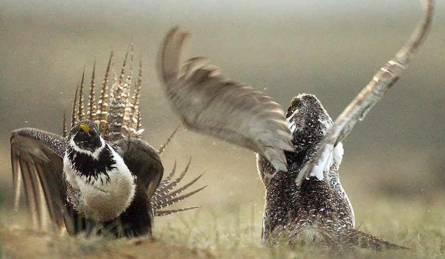 FILE - In this May 9, 2008, file photo, male sage grouses fight for the attention of females southwest of Rawlins, Wyo. An iconic bird species known for dramatically puffing up "bulbous yellow air sacs" on its chest is now puffing up on the political landscape as the focus of a series of amendments to its management plan published late last week that open up 51 million acres of habitat to oil, gas and mineral leasing. (Jerret Raffety/The Rawlins Daily Times via AP)