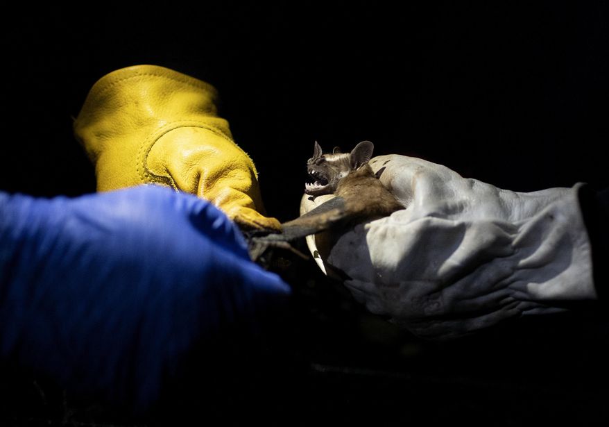 Researchers from Brazil's state-run Fiocruz Institute shine a light on a bat they captured in the Atlantic Forest during a nighttime outing in Pedra Branca state park, near Rio de Janeiro, Tuesday, Nov. 17, 2020. The outing was part of a project to collect and study viruses present in wild animals — including bats, which many scientists believe were linked to the outbreak of COVID-19. This lab is not related to the lab in the story. (AP Photo/Silvia Izquierdo) ** FILE **