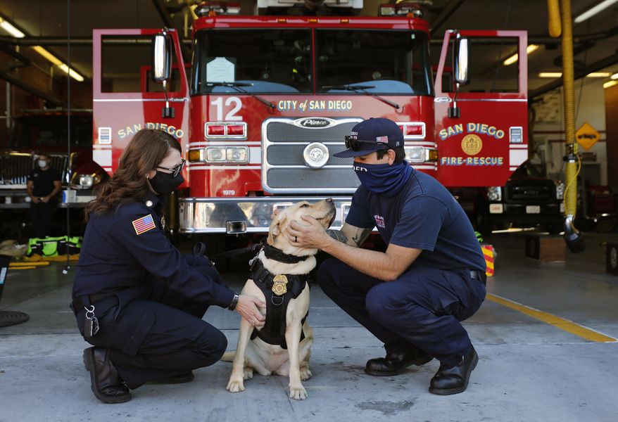San Diego Fire-Rescue Chaplain Betsy Salzman visits station 12 with Gen, a golden retriever, one of three dogs part of a new canine program in the SD Fire-Rescue Department on Wednesday, Dec. 9, 2020 in San Diego, Calif. The three dogs stay with chaplains and will visit firefighters as well a victims. Here, Gen gets some attention from firefighter Shane Farias. (K.C. Alfred/The San Diego Union-Tribune via AP)