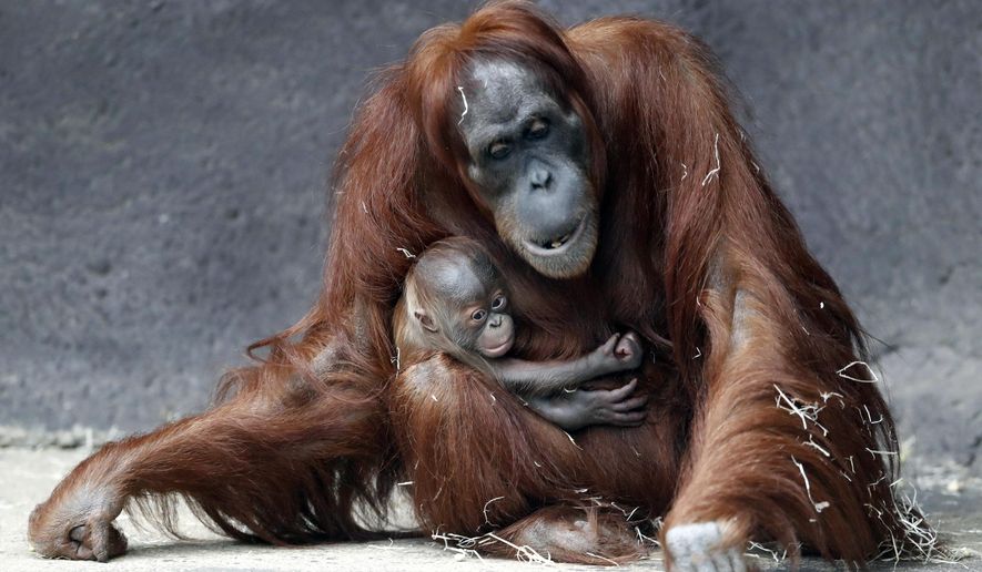 Kawi, a newly born baby of critically endangered Sumatran orangutan, holds on to his mother Mawar at their enclosure at the zoo in Prague, Czech Republic, Tuesday, Dec. 15, 2020. Kawi was born on Nov. 17. 2020. (AP Photo/Petr David Josek)