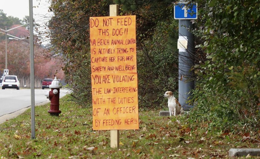 A stray hound dog mix called Lucy sits at the intersection of Sabre Street and Lynnhaven Parkway near a fire hydrant on Nov. 18, 2019, in Virginia Beach, Va. Lucy ran away from her adopted owners in December of 2018. Regina Quinn, with help from her dog, Brody, spent several months gaining Lucy’s trust before she was able to leash the stray. The dog is now at Virginia Beach Animal Control and Care Center. (L. Todd Spencer/The Virginian-Pilot via AP)