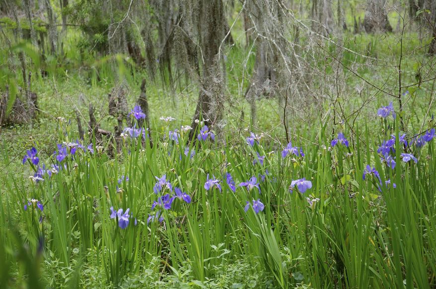 This photo, provided by Paul Christiansen, shows Louisiana blue iris, Louisiana's state flower, near the boardwalk at at the Jean Lafitte Wetland Trace on April 7, 2020. The Louisiana Iris Conservation Initiative is iris rescuing Louisiana iris from areas slated for development and planting them at nature preserves. (Paul Christiansen via AP)
