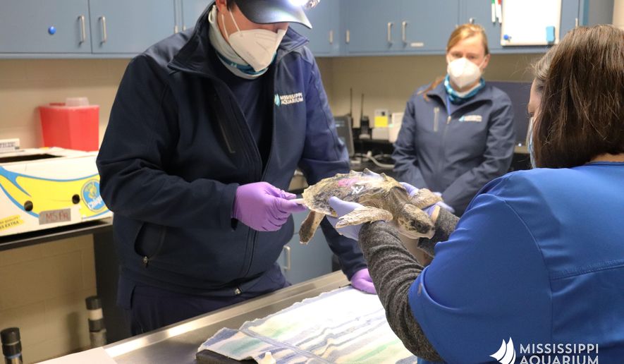 In this photo provided by the Mississippi Aquarium, veterinary staffers at the aquarium in Gulfport check the condition of an endangered Kemp’s ridley sea turtle. It’s among more than 800 turtles that have been washed up in New England, injured and ill from the cold – and among 75 being treated at the aquarium, the Institute for Marine Mammal Study in Gulfport, and the Audubon Nature Center in New Orleans. Turtles arrived in Mississippi on Dec. 14, and in New Orleans in November. (Mississippi Aquarium via AP)