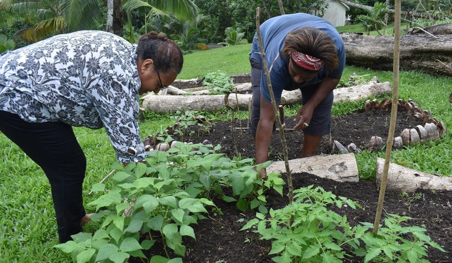 This July 2020 photo provided by Fiji&#39;s Ministry of Agriculture shows staff members of the Suva Christian School, Louisa John, left, and her colleague working in their garden in Suva, Fiji. Coronavirus infections have barely touched many of the remote islands of the Pacific, but the pandemic’s fallout has been enormous, disrupting the supply chain that brings crucial food imports and sending prices soaring as tourism wanes. (Fiji Ministry of Agriculture via AP)