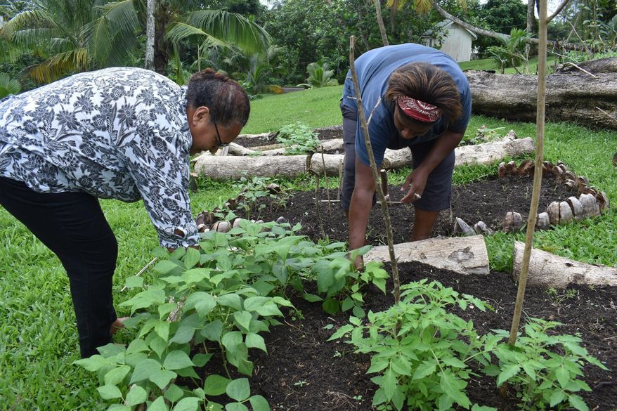 This July 2020 photo provided by Fiji&#39;s Ministry of Agriculture shows staff members of the Suva Christian School, Louisa John, left, and her colleague working in their garden in Suva, Fiji. Coronavirus infections have barely touched many of the remote islands of the Pacific, but the pandemic’s fallout has been enormous, disrupting the supply chain that brings crucial food imports and sending prices soaring as tourism wanes. (Fiji Ministry of Agriculture via AP)