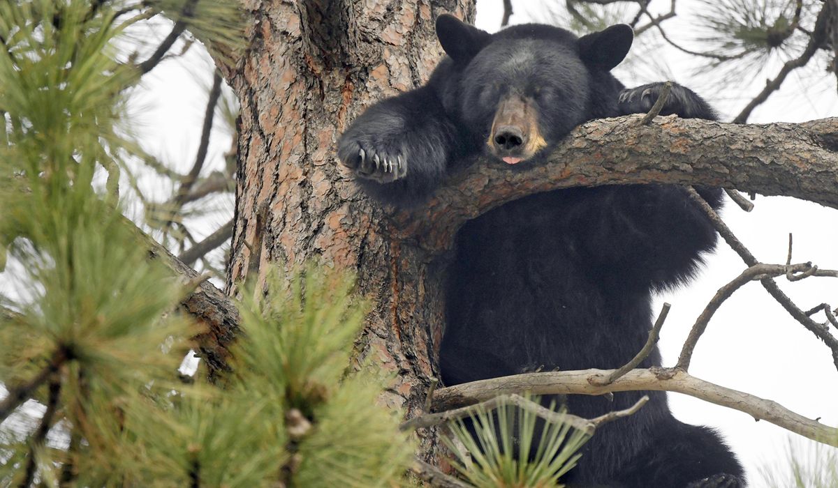 NextImg:Bear sightings have Montgomery County residents wary