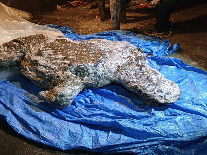This photo taken in Aug. 2020 shows the carcass of a woolly rhino, taken in Yakutia, The well-preserved carcass with most of its internal organs still intact was released by permafrost in August and scientists hope to transport it to the lab for studies next month. (Valery Plotnikov/Mammoth Fauna Study Department at the Academy of Sciences of Yakutia via AP)