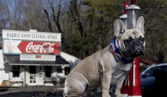 Wilbur, a 6-month-old French bulldog, poses for a portrait in Rabbit Hash, Ky., on Nov. 13, 2020. Wilbur was elected the Mayor of Rabbit hash in November&#39;s election cycle. The town has elected a canine to the office of mayor since 1998. (Albert Cesare /The Cincinnati Enquirer via AP)