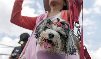 FILE — This April 29, 2017 file photo shows Aja, a Biewer Terrier, watching the DockDogs competition, from a jacket pocket of her owner Charli Yarbrough, during the annual Pet Lovers&#39; Extravaganza in Virginia Beach, Va. The American Kennel Club announced Monday, Jan. 4, 2021, that the Biewer Terrier has received full recognition, and is eligible to compete in the Toy Group, bringing the number of AKC-recognized breeds to 197. (Bill Tiernan/The Virginian-Pilot via AP, File)
