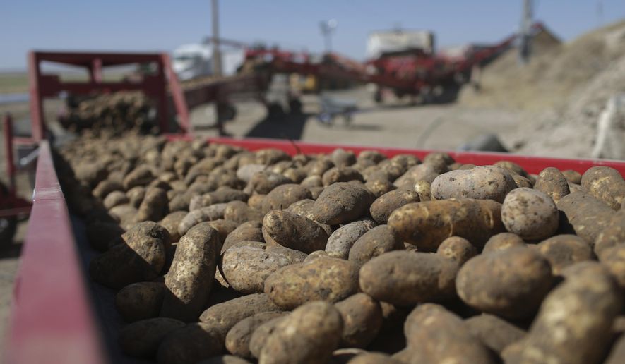 FILE - In this Sept. 19, 2018 file photo, potatoes run down a conveyor belt at Brett Jensen Farms outside of Idaho Falls, Idaho. U.S. officials have released a new plan involving methods to deal with a microscopic pest in southeastern Idaho that threatens the state&#39;s billion-dollar potato industry that supplies a third of the nation&#39;s potatoes. The U.S. Department of Agriculture late last week released the final rule that sets out criteria for killing off pale cyst nematodes and reopening quarantined fields to production.. (John Roark/The Idaho Post-Register via AP, File)