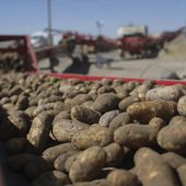 In this Sept. 19, 2018 file photo, potatoes run down a conveyor belt at Brett Jensen Farms outside of Idaho Falls, Idaho. A bipartisan group of lawmakers, led by Sen. Susan Collins, a Republican, and Sen. Michael Bennet, a Democrat, said they’d gotten a whiff of an effort to strike potatoes from the government’s dietary list of vegetables and to reclassify them as a grain. (John Roark/The Idaho Post-Register via AP, File)
