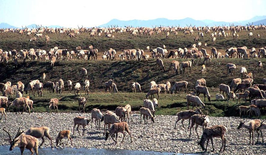 FILE - In this undated file photo provided by the U.S. Fish and Wildlife Service, caribou from the Porcupine caribou herd migrate onto the coastal plain of the Arctic National Wildlife Refuge in northeast Alaska. The U.S. government held its first-ever oil and gas lease sale Wednesday, Jan. 6, 2021 for Alaska's Arctic National Wildlife Refuge, an event critics labeled as a bust with major oil companies staying on the sidelines and a state corporation emerging as the main bidder. (U.S. Fish and Wildlife Service via AP, File)