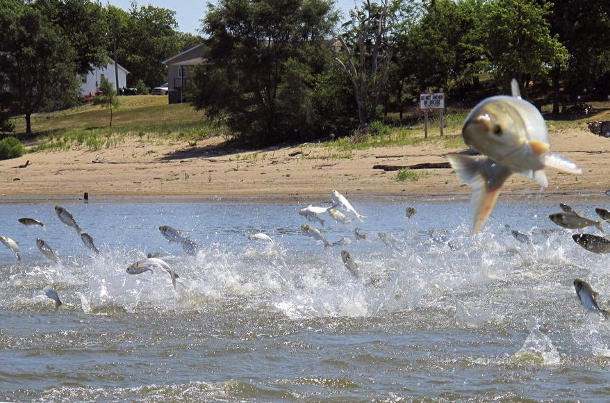 FILE - In this June 13, 2012, file photo, Asian carp, jolted by an electric current from a research boat, jump from the Illinois River near Havana, Ill. Illinois, Michigan and a federal agency have agreed on funding the next phase of an initiative to keep Asian carp out of the Great Lakes by upgrading defenses on a Chicago-area waterway, officials said Thursday, Jan. 7, 2021. (AP Photo/John Flesher, File)