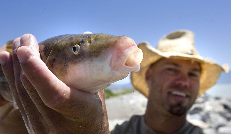 In this June 20, 2012, photo Chad Landress, a biologist with the Utah Division of Wildlife Resources, holds a June sucker in Utah. Twenty years ago, June suckers were well on their way to oblivion due to Utahns’ use of Utah Lake as a place to dump pollution and stock with sport fish and other nonnatives. Today, the suckers are coming back in the wake of costly efforts to clean up the lake’s degraded habitat, rid its water of invasive carp, raise suckers at secure refuges and hatcheries, and restore a major delta that is hoped to once again serve as a safe nursery for young fish. (Paul Fraughton/The Salt Lake Tribune via AP)