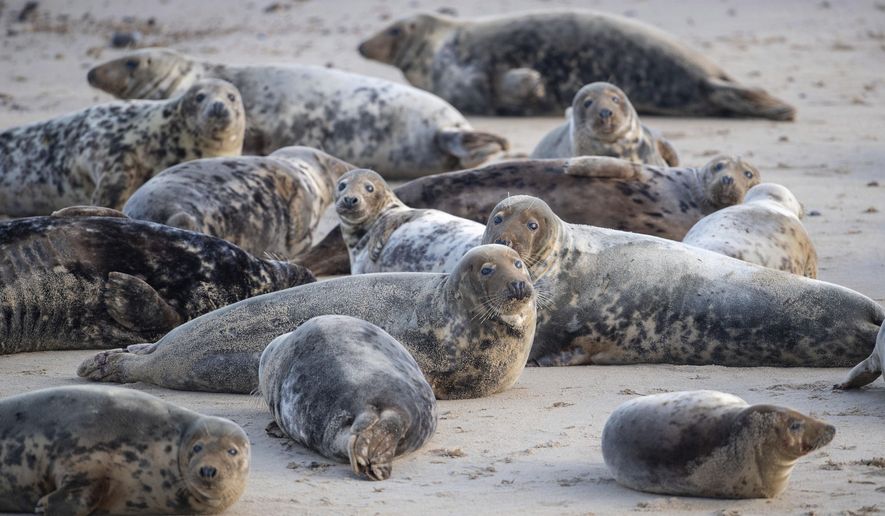 Part of a grey seal colony on the beach at Horsey Gap in Norfolk, England, Sunday Jan. 10, 2021. A group monitoring the seals in the national park on England's east coast have recorded over 2000 seal births this season, with police patrolling the area to deter visitors during the current coronavirus lockdown. (Joe Giddens/PA via AP)