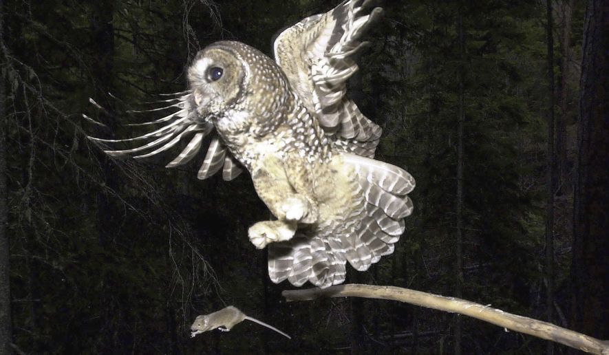 FILE - In this May 8, 2003, file photo, a Northern Spotted Owl flies after an elusive mouse jumping off the end of a stick in the Deschutes National Forest near Camp Sherman, Ore. The Trump administration has slashed more than 3 million acres of protected habitat for the northern spotted owl in Oregon, Washington and northern California, much of it in prime timber locations in Oregon&#x27;s coastal ranges. Environmentalists are accusing the U.S. Fish and Wildlife Service under President Donald Trump of taking a &amp;quot;parting shot&amp;quot; at protections designed to help restore the threatened owl species. (AP Photo/Don Ryan, File)
