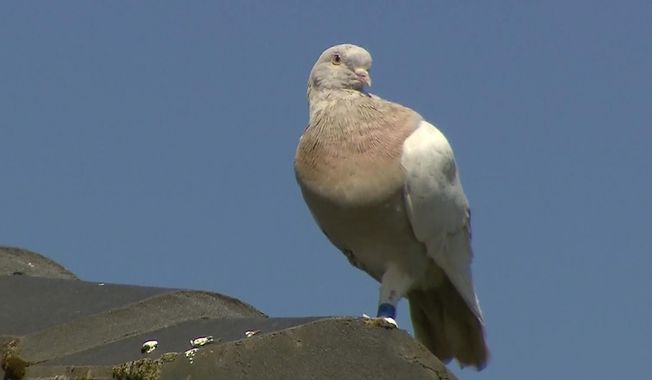 In this image made from video, a racing pigeon sits on a rooftop Wednesday, Jan. 13, 2021, in Melbourne, Australia, The racing pigeon, first spotted in late Dec. 2020, appears to have made an extraordinary 13,000-kilometer (8,000-mile) Pacific Ocean crossing from the United States to Australia. Experts suspect the pigeon named Joe, after the U.S. president-elect, hitched a ride on a cargo ship to cross the Pacific. (Channel 9 via AP)