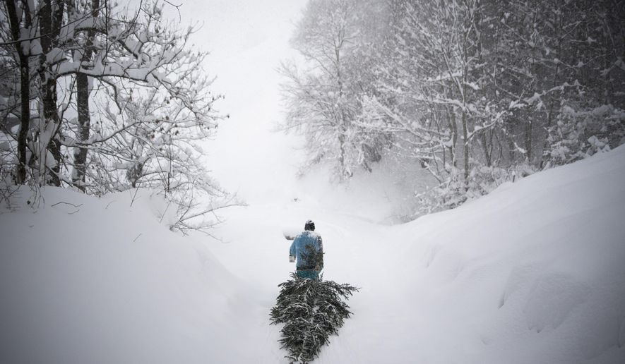 A woman pulls an old Christmas tree down a path for feeding to her animals during heavy snowfall, on in Valens, Switzerland, Thursday, Jan. 14 2021. On the northern side of the Alps up to 80 centimeters of fresh snow fall are expected for the day. (Gian Ehrenzeller/Keystone via AP)