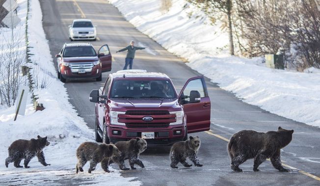 Grizzly bear No. 399 and her four cubs cross a road as Cindy Campbell stops traffic in Jackson Hole, Wyo., on Nov. 17, 2020. Many people watched and followed the travels of the well-known, 24-year-old bear and her cubs right up until they denned for the winter. (Ryan Dorgan/Jackson Hole News &amp;amp; Guide via AP)