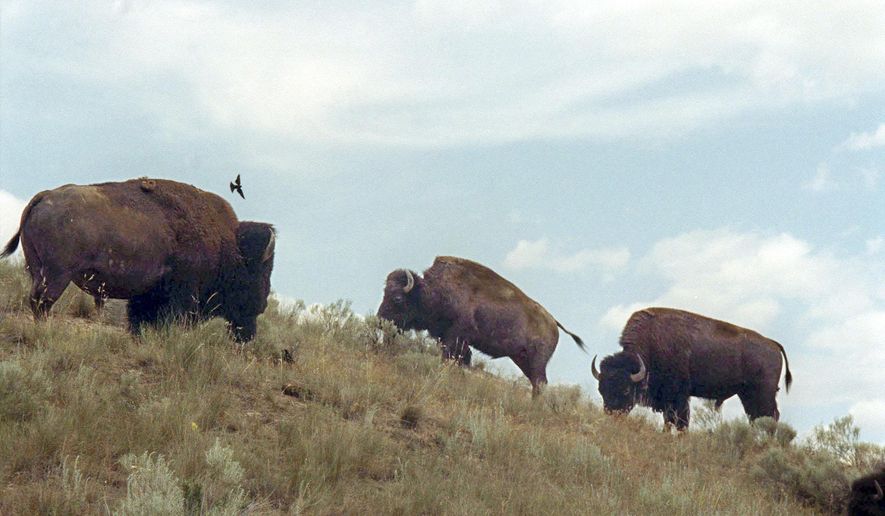 FILE- In this June 25, 2003, file photo, bison wander along a hillside at the National Bison Range near Moiese, Mont. Federal officials have transferred the range to the Confederated Salish and Kootenai Tribes. (AP Photo/Jack Sullivan, File)