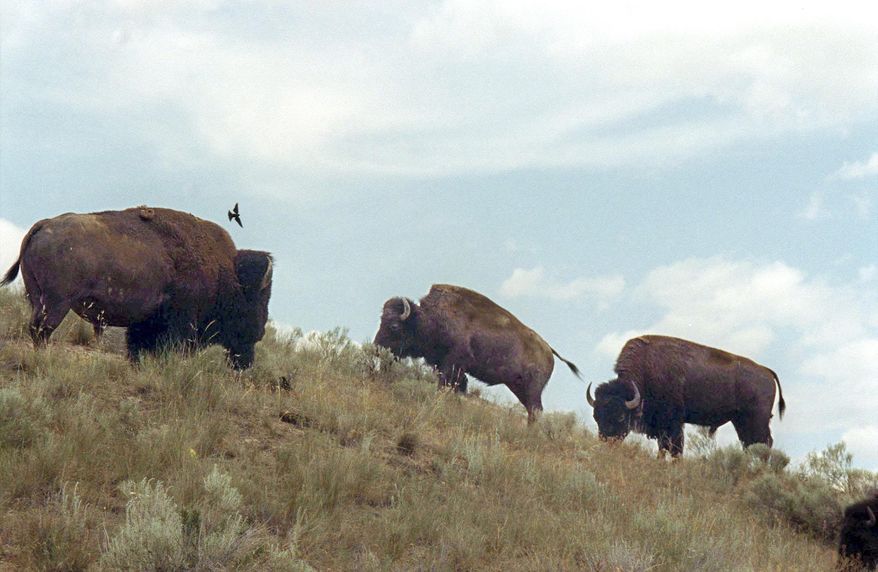 FILE- In this June 25, 2003, file photo, bison wander along a hillside at the National Bison Range near Moiese, Mont. Federal officials have transferred the range to the Confederated Salish and Kootenai Tribes. (AP Photo/Jack Sullivan, File)
