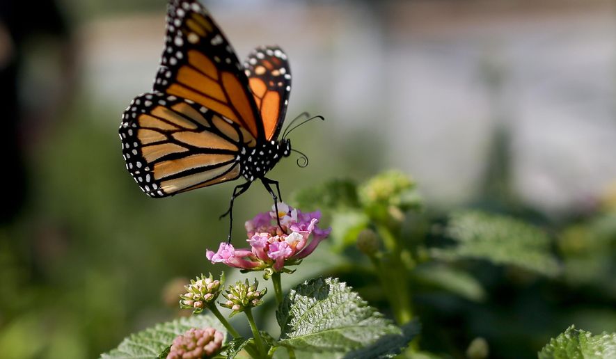 FILE - This Aug. 19, 2015, file photo, shows a monarch butterfly in Vista, Calif. The number of western monarch butterflies wintering along the California coast has plummeted to a new record low, putting the orange-and-black insects closer to extinction, researchers announced Tuesday, Jan. 19, 2021. A recent count by the Xerces Society recorded fewer than 2,000 butterflies, a massive decline from the millions of monarchs that in 1980s clustered in trees from Marin County to San Diego County. (AP Photo/Gregory Bull, File)