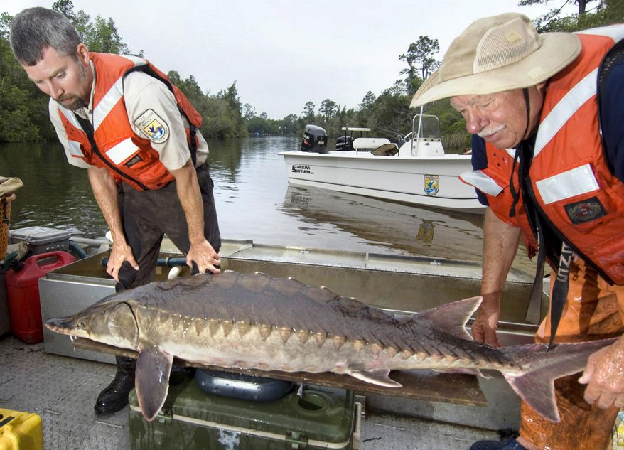 This April 5, 2012 file photo, shows U.S. Fish and Wildlife Service biologists Adam Kaeser, left, and Frank Parauka weighing a Gulf sturgeon on the Blackwater River near Milton, Florida, as part of a study to determine the impacts of the BP oil spill on the ancient fish species. Scientists are beginning a study to find out, in part, whether creating oyster reefs in the fish’s critical habitat in the Gulf of Mexico is bad or good for the fish. (Devon Ravine/Northwest Florida Daily News via AP, File)