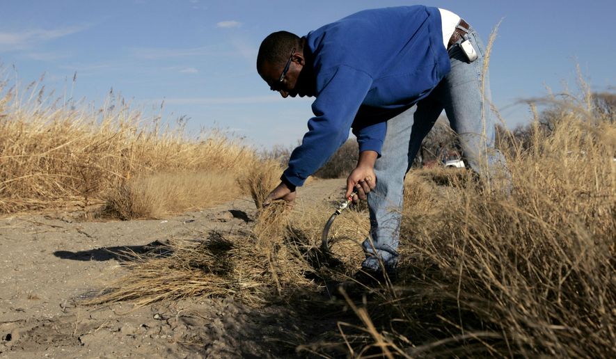 In this Nov. 17, 2005, photo, Gil Alexander harvests the Ethiopian crop teff in a test plot near Nicodemus, Kan. Alexander was the last active Black farmer in the community of Nicodemus, which was founded by former slaves known as &amp;quot;exodusters&amp;quot; in the 1870s. New legislation in Congress aims to remedy historical inequities in government farm programs that have helped reduce the number of Black farmers in the United States from about a million in 1920 to less than 50,000 today. (AP Photo/Charlie Riedel) **FILE**