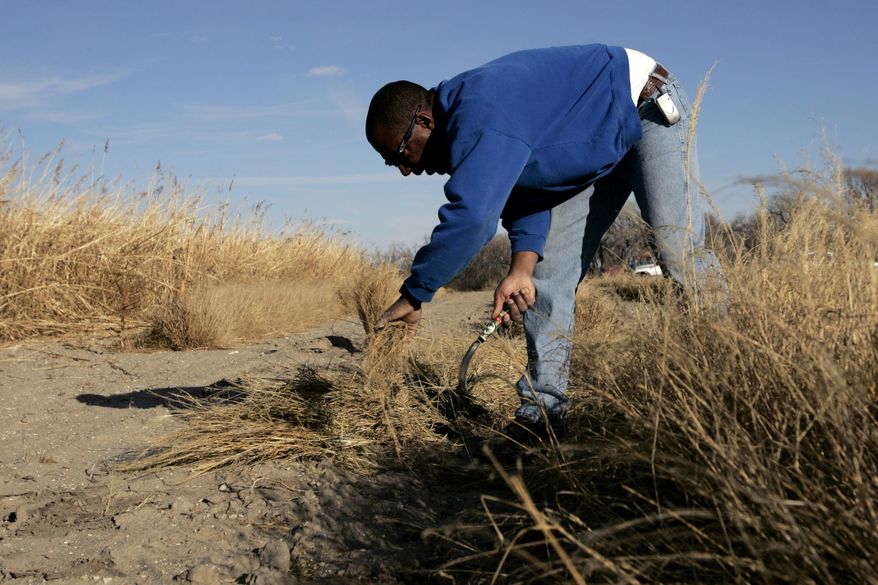 In this Nov. 17, 2005, photo, Gil Alexander harvests the Ethiopian crop teff in a test plot near Nicodemus, Kan. Alexander was the last active Black farmer in the community of Nicodemus, which was founded by former slaves known as "exodusters" in the 1870s. New legislation in Congress aims to remedy historical inequities in government farm programs that have helped reduce the number of Black farmers in the United States from about a million in 1920 to less than 50,000 today. (AP Photo/Charlie Riedel) **FILE**
