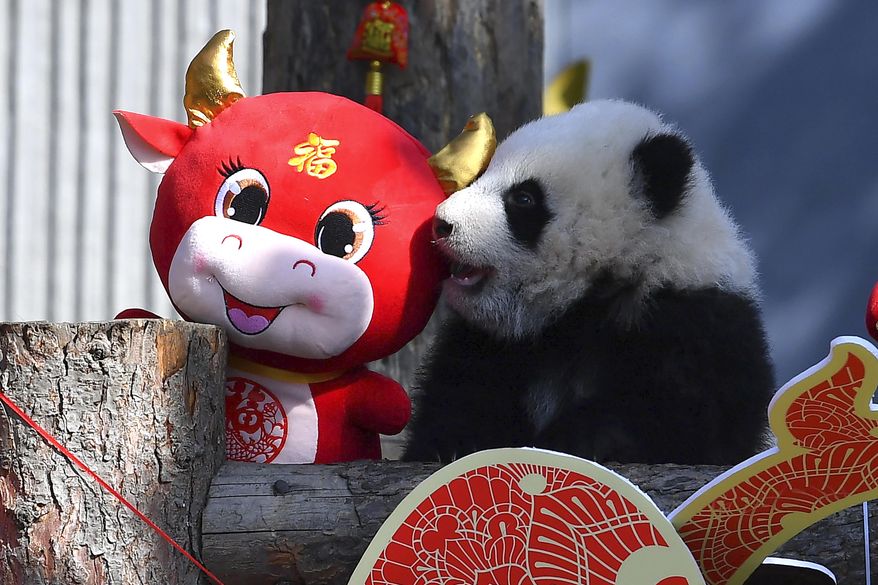 A baby panda climbs on a display for the upcoming Lunar New Year of the Ox at the China Conservation and Research Center for the Giant Panda at the Wolong Nature Reserve in southwestern China's Sichuan province, Wednesday, Feb. 3, 2021. Ten baby pandas made their debut in China's leading panda reserve in the country's southwest on Wednesday morning ahead of the Lunar New Year. (Chinatopix via AP)