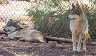 In this photo provided by the Phoenix Zoo, Luna, left, and Scarlet, female Mexican gray wolves are seen at the zoo in Phoenix on Thursday, Feb. 4, 2021. One pack of Mexican gray wolves is now two, with three sisters remaining at the Phoenix Zoo while their two parents and three male offspring are now in Texas after being moved to the El Paso Zoo as part of a cooperative program to continue recovery of the endangered predators. After the other wolves were moved in January, the three sisters remaining behind in Arizona had to adjust to an emptier den while having to establish a new pecking order, the Arizona Republic reported. (Phoenix Zoo via AP)