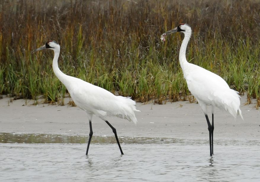 FILE - In this Dec. 17, 2011 file photo, a pair of whooping cranes walk through shallow marsh water looking for food near the Aransas Wildlife Refuge in Fulton, Texas. The coronavirus pandemic has canceled 2021’s flights to count only natural flock of whooping cranes — the first time in 71 years that crews in Texas couldn&#x27;t make an aerial survey of the world’s rarest cranes. (AP Photo/Pat Sullivan)