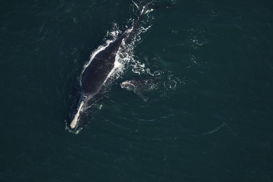 This photo provided by the Florida Fish and Wildlife Conservation Commission shows a baby whale that is been injured near St. Augustine, Fla., Saturday, Feb. 13, 2021. The plight of endangered right whales took another sad turn Saturday, when a baby whale, possibly two months old, washed ashore on a Florida beach with telltale signs of being struck by a boat. Florida Fish and Wildlife Conservation Commission via AP)