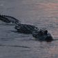 In this Oct. 3, 2018, photo, an alligator floats at dusk in the Davis Pond Diversion in Luling, La. (AP Photo/Gerald Herbert) **FILE**