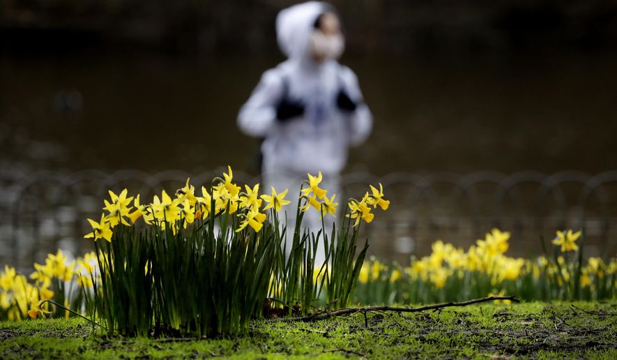 A pedestrian wearing a face covering due to the Covid-19 pandemic walks past blooming daffodils in a park in London, Friday, Feb. 19, 2021 as the lockdown in Britain continues. Britain has given a first vaccine shot to over 15 million people, almost a quarter of the population. (AP Photo/Frank Augstein)