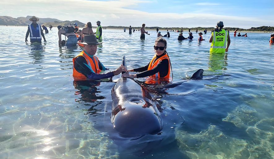 In this photo provided by Project Jonah, rescuers work to save pilot whales beached at Farewell Spit at the top of the South Island of New Zealand, Monday, Feb. 22, 2021. Department of Conservation reported that a pod of 49 long-finned pilot whales had beached themselves on Farewell Spit, a remote beach on the South Island that has been the site of many previous whale strandings. (Project Jonah via AP)
